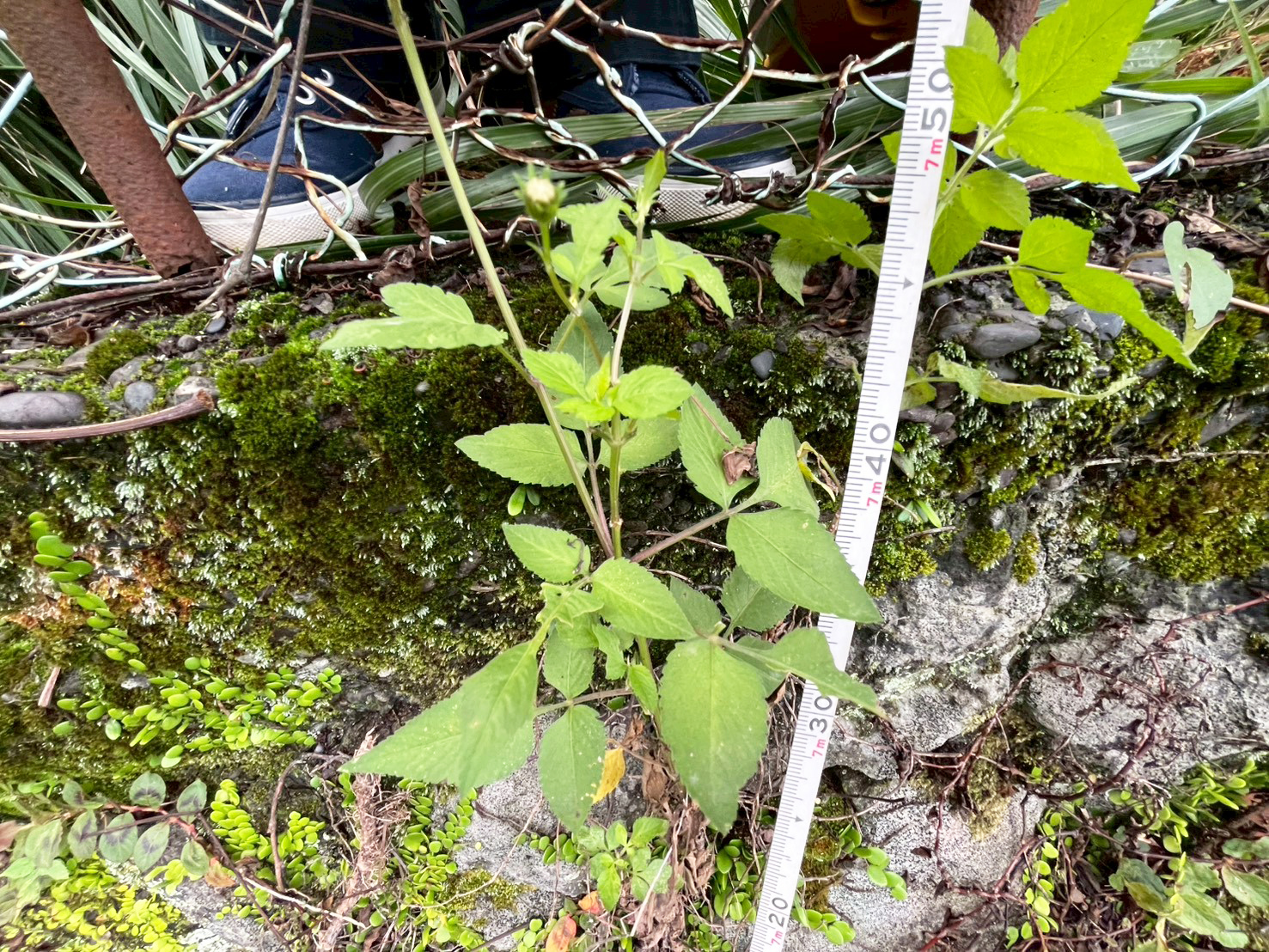 #212_静岡県伊東市竹の台